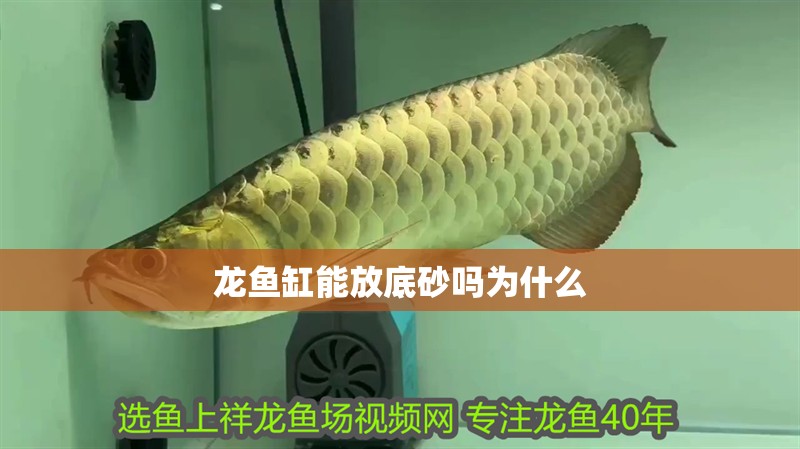 龍魚缸能放底砂嗎為什么 龍魚百科 第2張 龍魚缸能放底砂嗎為什么 龍魚缸能放底砂嗎為什么 龍魚百科 第2張