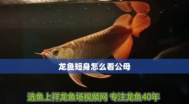 龍魚短身怎么看公母 龍魚百科 第2張 龍魚短身怎么看公母 龍魚短身怎么看公母 龍魚百科 第2張