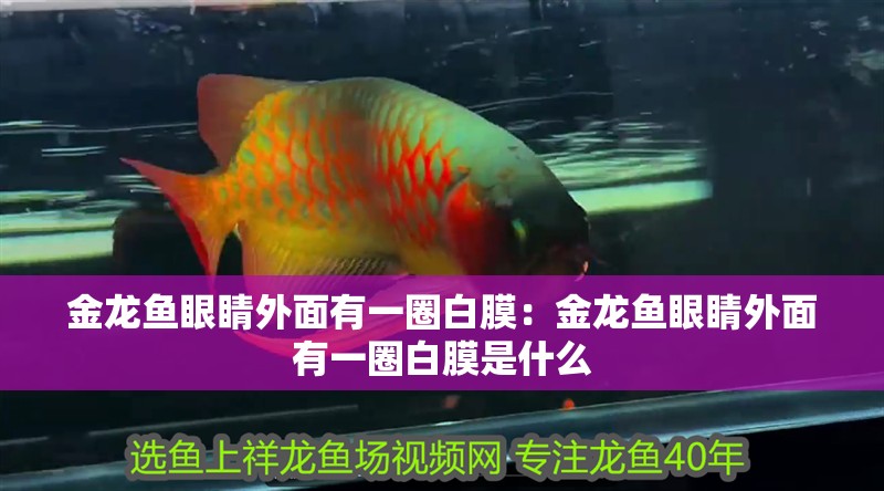 龍魚二個月不吃食怎么辦呀吃什么藥:龍魚二個月不吃食怎么辦呀吃什么藥好 水族問答 龍魚二個月不吃食怎么辦呀吃什么藥:龍魚二個月不吃食怎么辦呀吃什么藥好 龍魚二個月不吃食怎么辦呀吃什么藥:龍魚二個月不吃食怎么辦呀吃什么藥好 水族問答