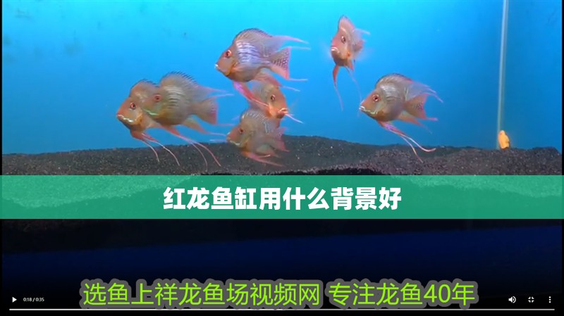紅龍魚缸用什么背景好 紅龍魚缸用什么背景好 龍魚百科 第2張