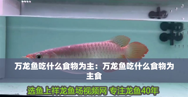 萬龍魚吃什么食物為主：萬龍魚吃什么食物為主食 萬龍魚吃什么食物為主：萬龍魚吃什么食物為主食 水族問答