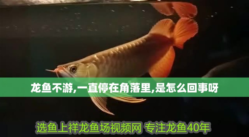 龍魚不游,一直停在角落里,是怎么回事呀