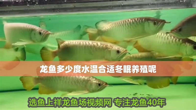 龍魚多少度水溫合適冬眠養殖呢