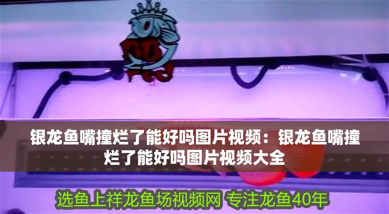 銀龍魚嘴撞爛了能好嗎圖片視頻：銀龍魚嘴撞爛了能好嗎圖片視頻大全