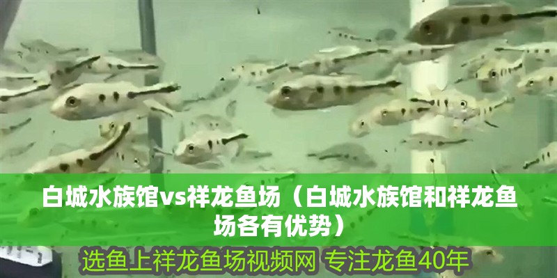 銀龍魚如何喂食飼料好(怎樣讓銀龍魚吃飼料)