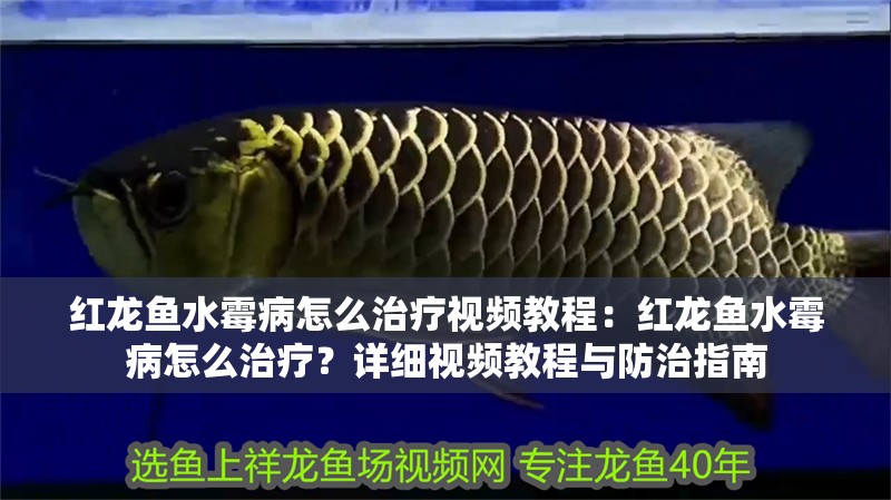 虎魚天天黑來點赤瞳黃金 紅龍魚水霉病怎么治療視頻教程:紅龍魚水霉病怎么治療?詳細視頻教程與防治指南 龍魚百科 紅龍魚水霉病怎么治療視頻教程:紅龍魚水霉病怎么治療?詳細視頻教程與防治指南 紅龍魚水霉病怎么治療視頻教程:紅龍魚水霉病怎么治療?詳細視頻教程與防治指南 龍魚百科