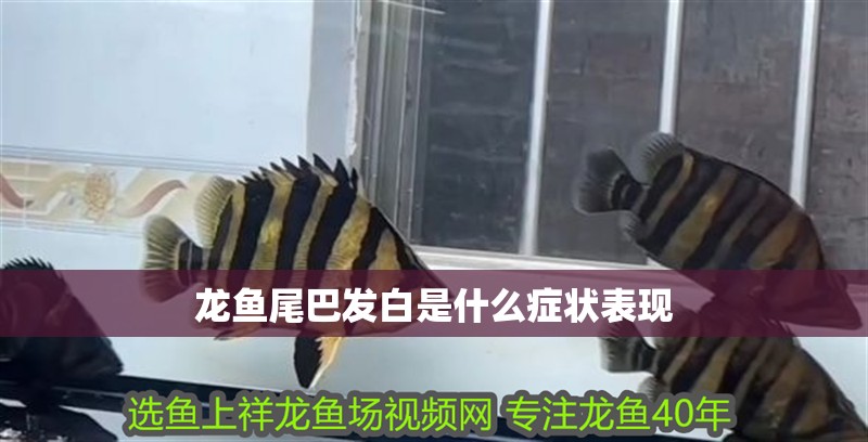 龍魚尾巴發(fā)白是什么癥狀表現(xiàn)