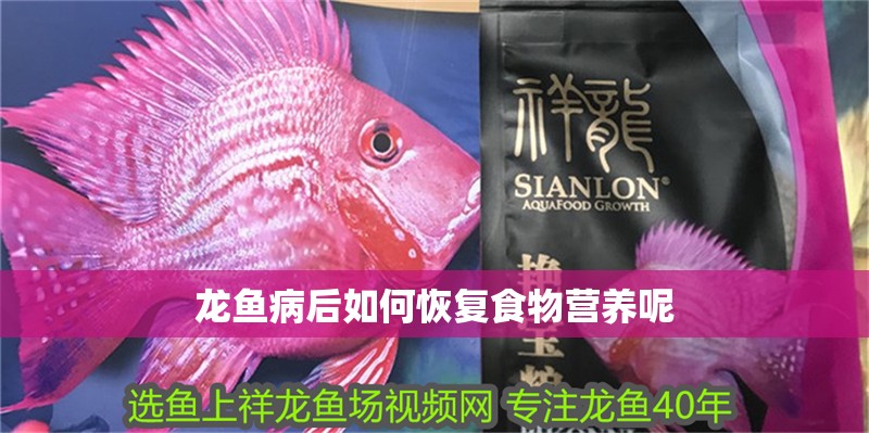 龍魚病后如何恢復食物營養呢