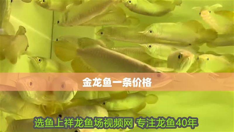 金龍魚一條價格