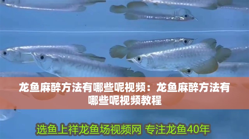 龍魚麻醉方法有哪些呢視頻：龍魚麻醉方法有哪些呢視頻教程