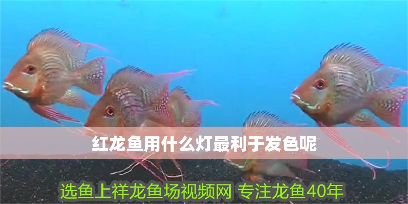 紅龍魚用什么燈最利于發色呢