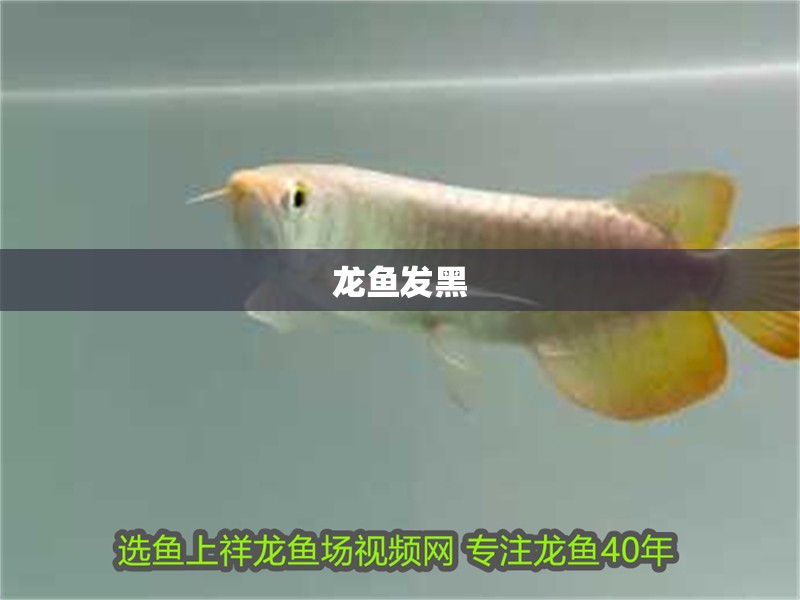 龍魚發黑