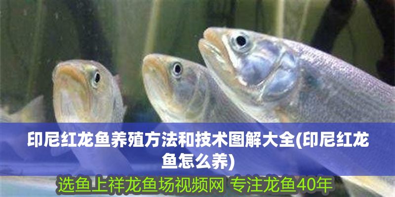 印尼紅龍魚養(yǎng)殖方法和技術(shù)圖解大全(印尼紅龍魚怎么養(yǎng)) 印尼紅龍魚養(yǎng)殖方法和技術(shù)圖解大全(印尼紅龍魚怎么養(yǎng)) 紅龍魚百科 第1張