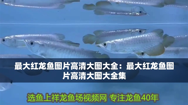 最大紅龍魚圖片高清大圖大全：最大紅龍魚圖片高清大圖大全集