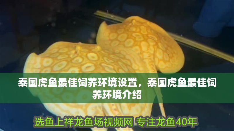 泰國虎魚最佳飼養環境設置，泰國虎魚最佳飼養環境介紹