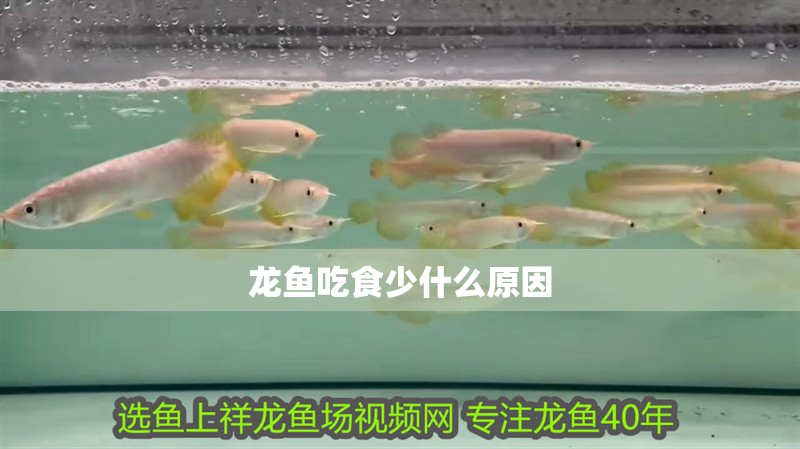 龍魚吃食少什么原因 龍魚百科 第2張 龍魚吃食少什么原因 龍魚吃食少什么原因 龍魚百科 第2張
