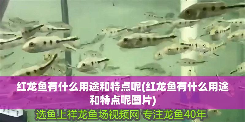 紅龍魚有什么用途和特點(diǎn)呢(紅龍魚有什么用途和特點(diǎn)呢圖片)