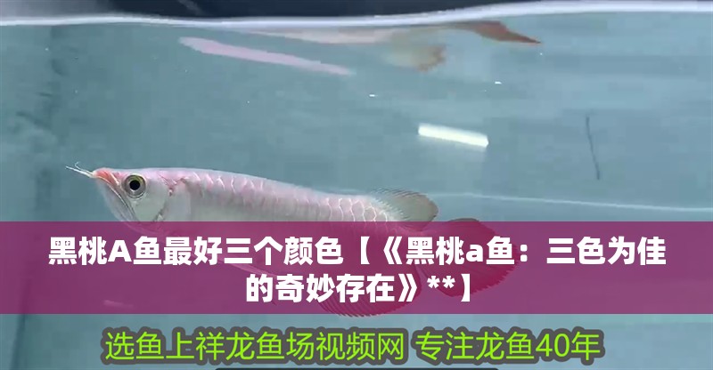 黑桃A魚最好三個顏色【《黑桃a魚：三色為佳的奇妙存在》**】