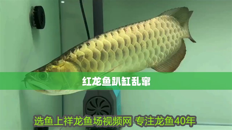紅龍魚趴缸亂竄 紅龍魚趴缸亂竄 龍魚百科 第4張