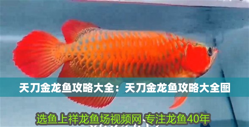 天刀金龍魚攻略大全：天刀金龍魚攻略大全圖
