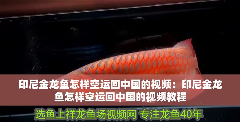 印尼金龍魚怎樣空運回中國的視頻：印尼金龍魚怎樣空運回中國的視頻教程