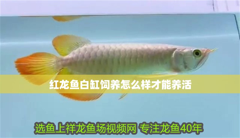 紅龍魚白缸飼養怎么樣才能養活 紅龍魚白缸飼養怎么樣才能養活 龍魚百科 第2張