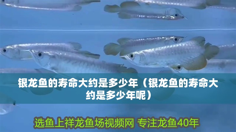 銀龍魚的壽命大約是多少年（銀龍魚的壽命大約是多少年呢）