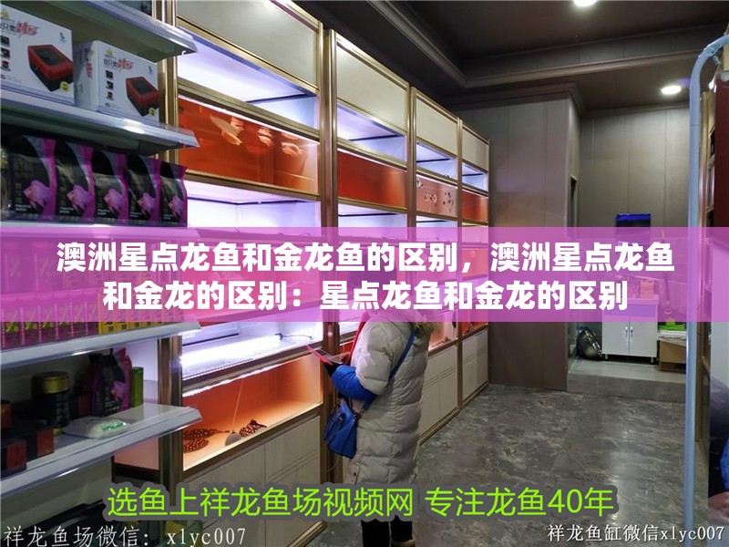 澳洲星點龍魚和金龍魚的區別，澳洲星點龍魚和金龍的區別：星點龍魚和金龍的區別