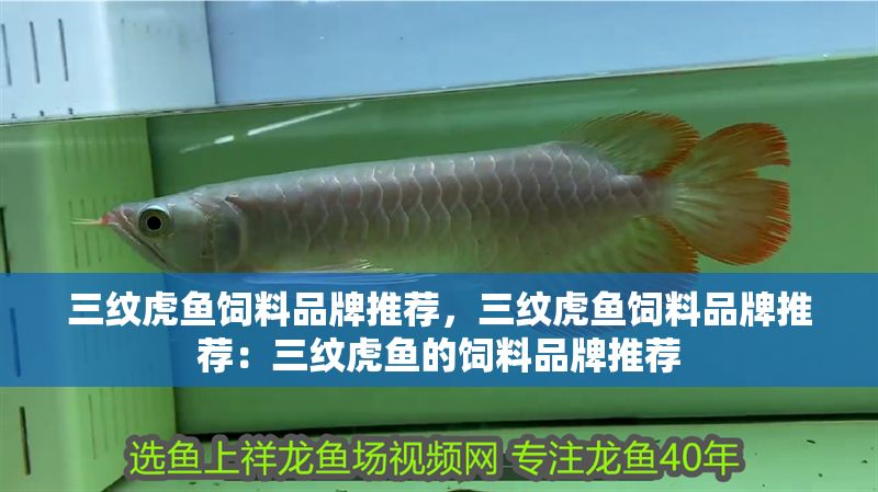 三紋虎魚飼料品牌推薦，三紋虎魚飼料品牌推薦：三紋虎魚的飼料品牌推薦