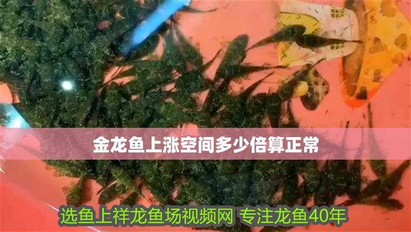金龍魚(yú)上漲空間多少倍算正常 金龍魚(yú)上漲空間多少倍算正常 龍魚(yú)百科 第3張