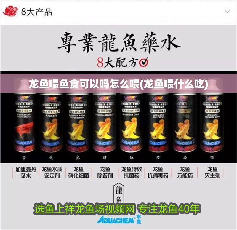 龍魚喂魚食可以嗎怎么喂(龍魚喂什么吃)