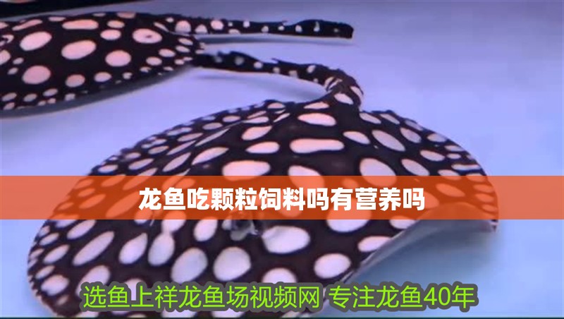 龍魚吃顆粒飼料嗎有營養嗎