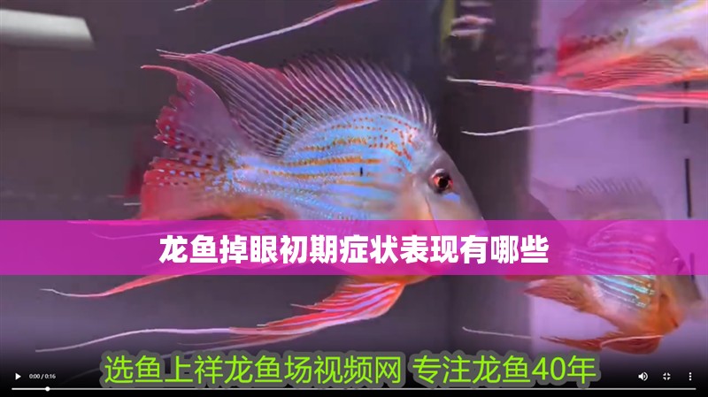 龍魚掉眼初期癥狀表現(xiàn)有哪些
