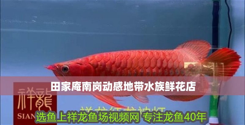 田家庵南崗動(dòng)感地帶水族鮮花店