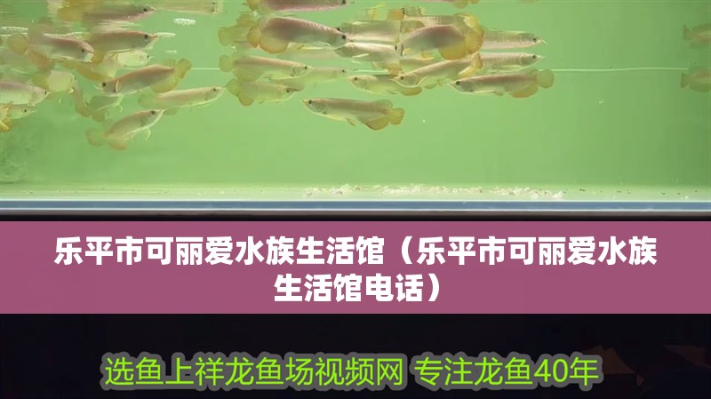 樂平市可麗愛水族生活館（樂平市可麗愛水族生活館電話）