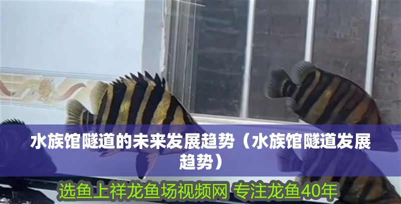 水族館隧道的未來發(fā)展趨勢（水族館隧道發(fā)展趨勢）