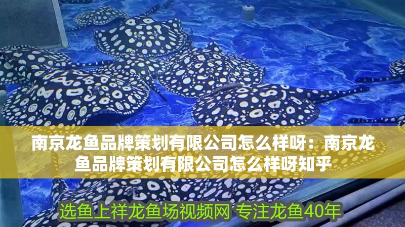 南京龍魚品牌策劃有限公司怎么樣呀：南京龍魚品牌策劃有限公司怎么樣呀知乎 南京龍魚品牌策劃有限公司怎么樣呀：南京龍魚品牌策劃有限公司怎么樣呀知乎 水族問答