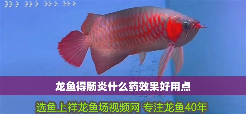 龍魚得腸炎什么藥效果好用點