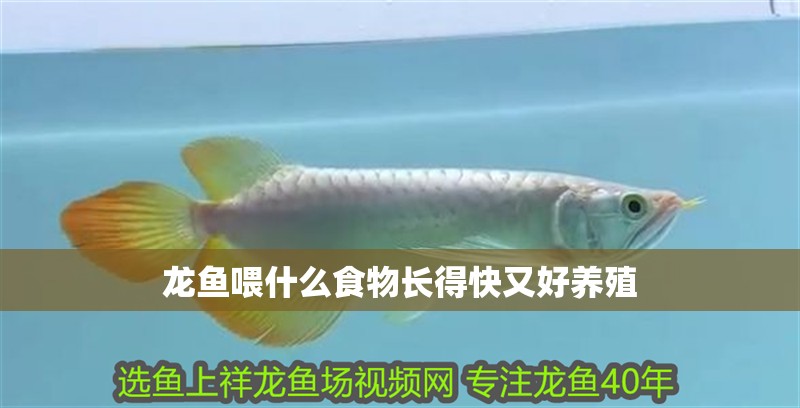 龍魚喂什么食物長得快又好養殖