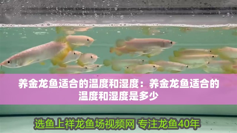 養金龍魚適合的溫度和濕度：養金龍魚適合的溫度和濕度是多少
