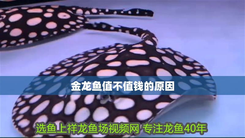 金龍魚值不值錢的原因 金龍魚值不值錢的原因 龍魚百科 第3張