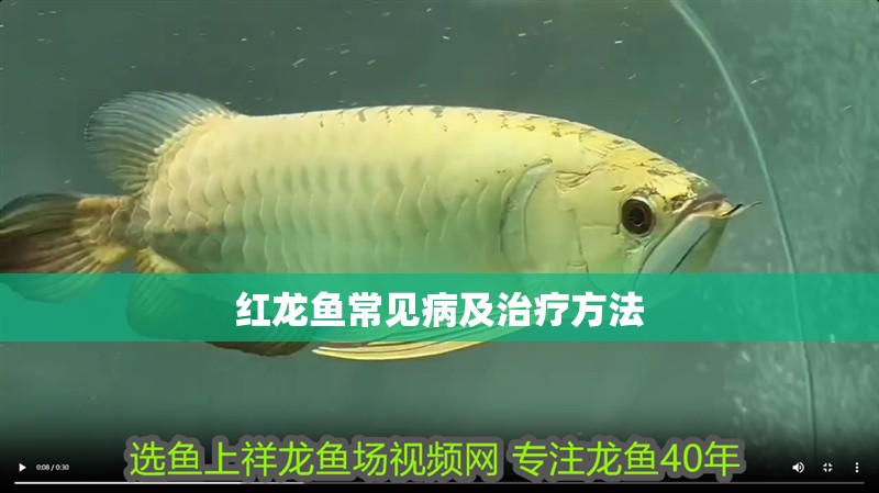 紅龍魚常見病及治療方法