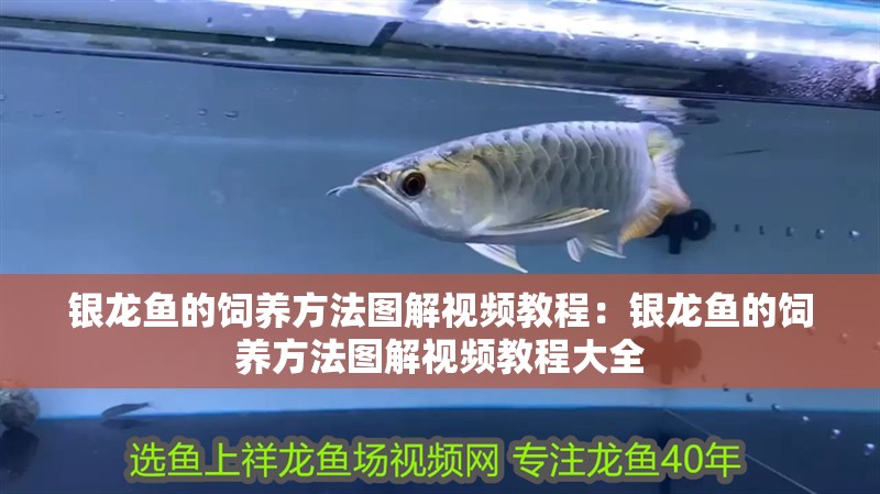 銀龍魚(yú)的飼養(yǎng)方法圖解視頻教程：銀龍魚(yú)的飼養(yǎng)方法圖解視頻教程大全