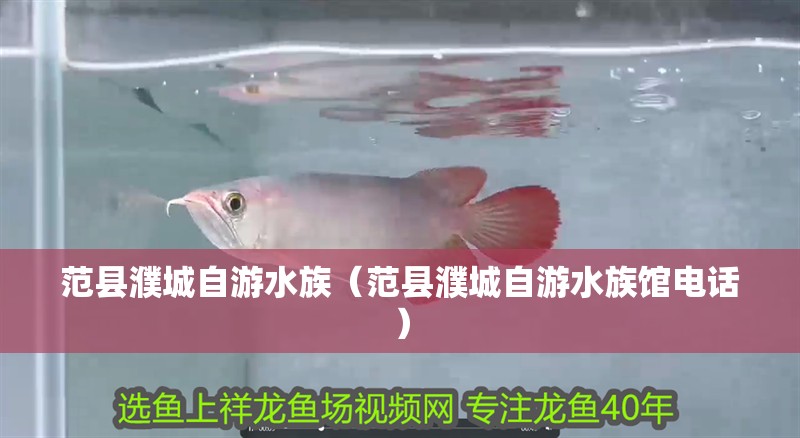 范縣濮城自游水族(范縣濮城自游水族館電話) 全國水族館企業名錄 第2張 范縣濮城自游水族(范縣濮城自游水族館電話) 范縣濮城自游水族(范縣濮城自游水族館電話) 全國水族館企業名錄 第2張