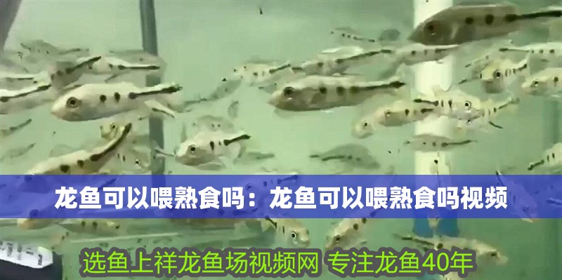 龍魚可以喂熟食嗎：龍魚可以喂熟食嗎視頻
