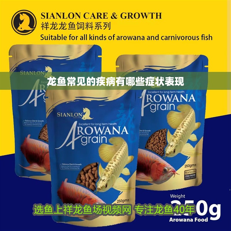 龍魚常見的疾病有哪些癥狀表現