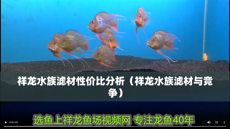 祥龍水族濾材性價比分析（祥龍水族濾材與競爭）