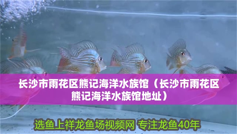 銀龍魚生長溫度多少度合適(銀龍魚生長溫度多少度合適養)