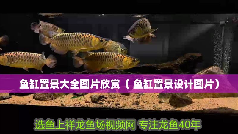 魚(yú)缸置景大全圖片欣賞（ 魚(yú)缸置景設(shè)計(jì)圖片）