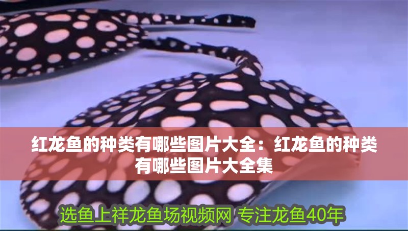 紅龍魚的種類有哪些圖片大全：紅龍魚的種類有哪些圖片大全集 紅龍魚的種類有哪些圖片大全：紅龍魚的種類有哪些圖片大全集 水族問答